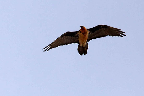 Bearded Vultures patrol ridgetops and valleys searching for carcasses.