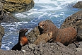 New Zealand Fur Seals 