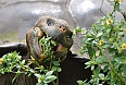 Giant Tortoise 