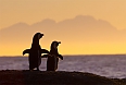 African Penguin pair at sunset near Capetown