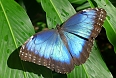 We should spot huge Blue Morphos in the forest understory (photo: Jean Iron)