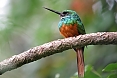 The Rufous-tailed Jacamar sits motionless while waiting for flying insects to pass by. (photo: Jean Iron)