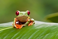 Find unfamiliar creatures, like the Red-eyed Tree Frog