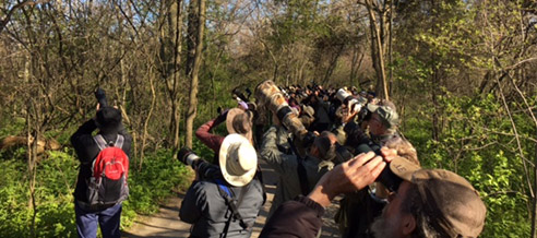 The Annual Spring Festival of Birds at Point Pelee The Annual Spring Festival of Birds at Point Pelee