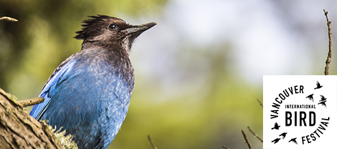 Vancouver International Bird Festival + IOC Congress Vancouver International Bird Festival + IOC Congress