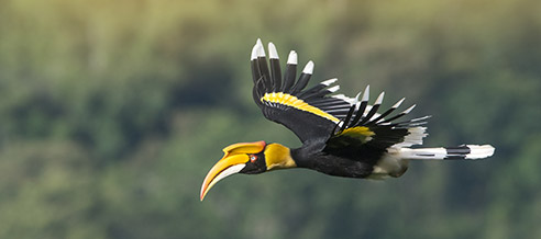 NEW TOUR: South India Nature Explorer NEW TOUR: South India Nature Explorer