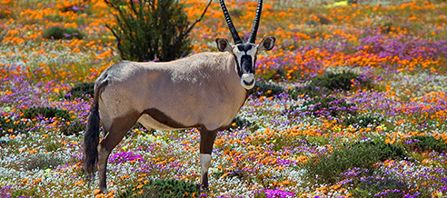 South Africa with Quest Nature Tours...Revamped itinerary! South Africa with Quest Nature Tours...Revamped itinerary!