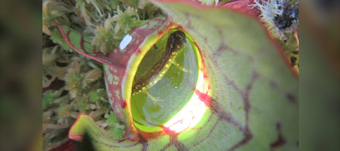Carnivorous plant that consumes baby salamanders found in Ontario park Carnivorous plant that consumes baby salamanders found in Ontario park