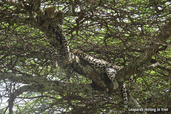 Leopards resting