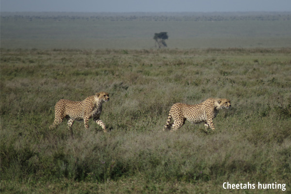 Cheetahs hunting