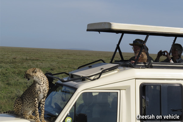 Cheetah on vehicle