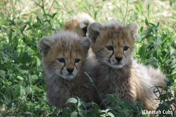 Cheetah cubs