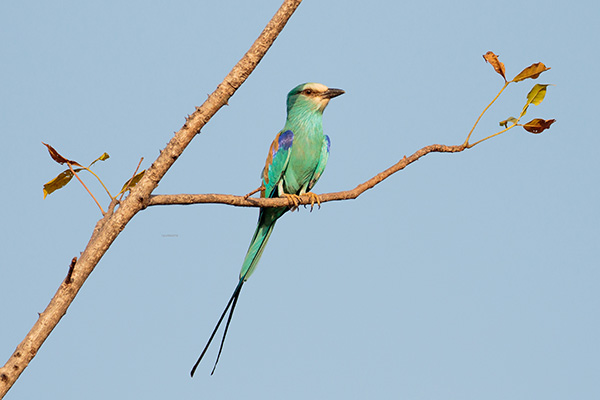 Abysinnian Roller by Quest traveller Janice W