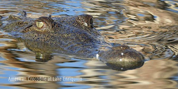American Crocodile Enriquillo Lake 
