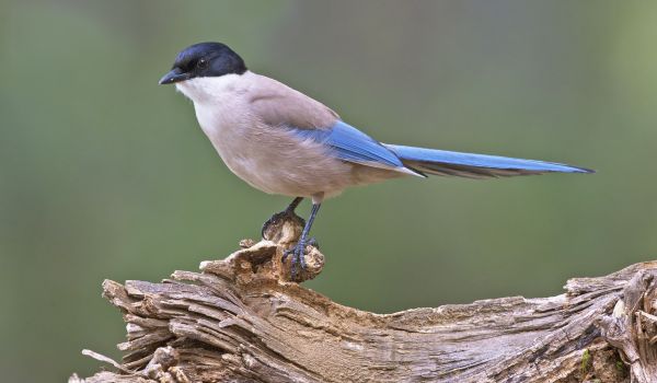 Azure-winged Magpie