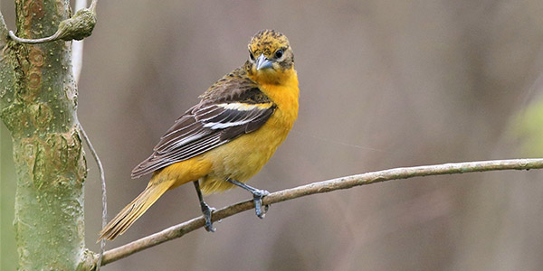 Baltimore Oriole by Gabriel Foley