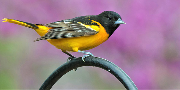 Baltimore Oriole by Jordan Rutter