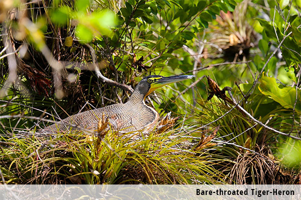 Bare-throated Tiger-Heron