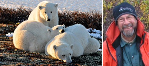 Polar Bears
