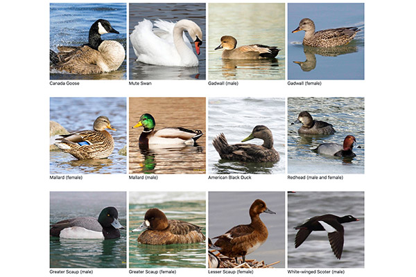 Birds Canada guide