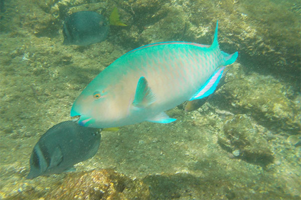 Blue-chin parrotfish Pete Read