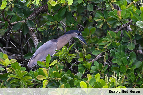 Boat-billed Heron