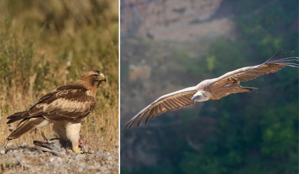 Booted Eagles and Griffon Vulture