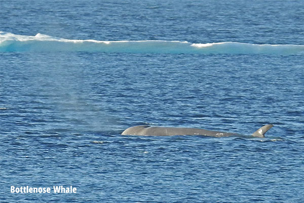 Bottlenose Whale