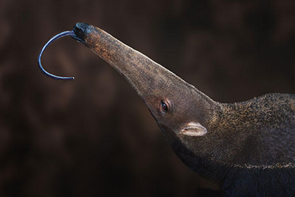 Giant Anteater tongue