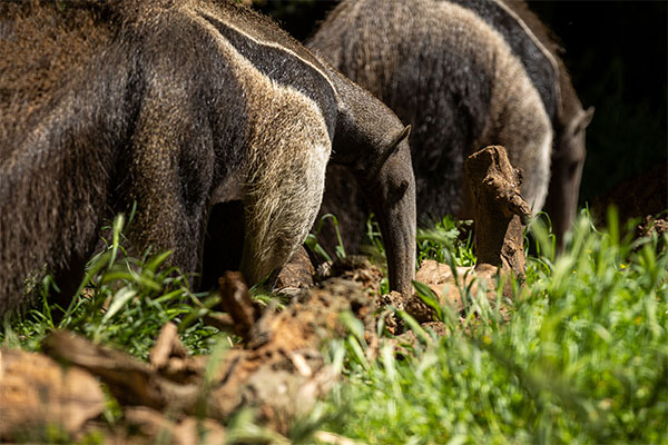 Giant Anteaters searching for ants