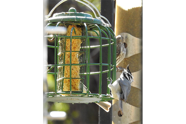 Bridled Titmouse at Suet Feeder