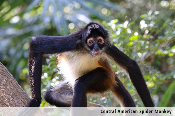 Central American Spider Monkey
