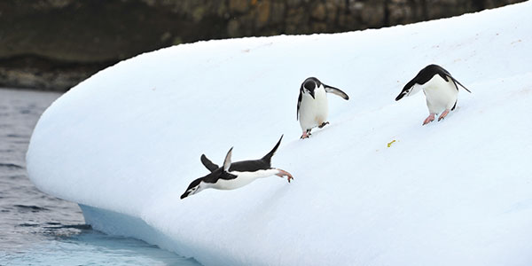 Chinstrap Penguin