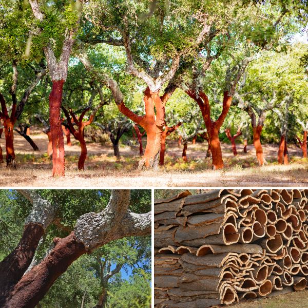 Cork Oak trees