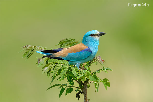 European Roller