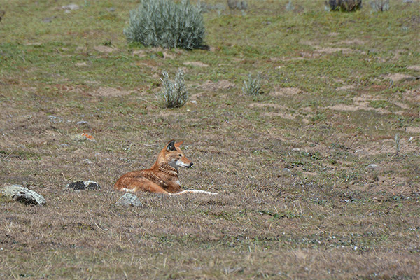 QUEST NATURE TOURS ETHIOPIAN WOLF