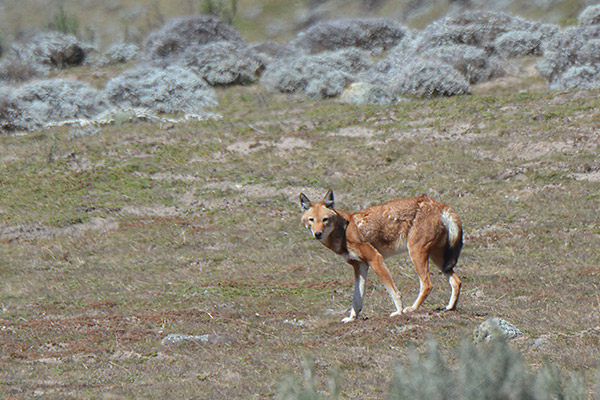 QUEST NATURE TOURS ETHIOPIAN WOLF