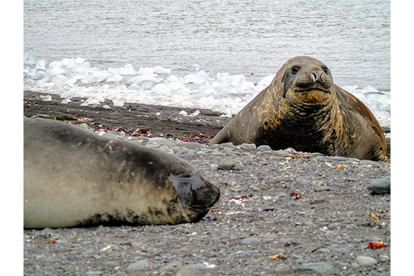 Elephant Seals Martine Saldsman