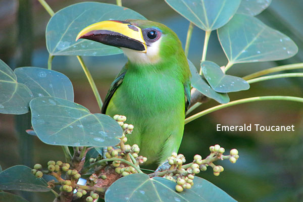 Emerald Toucanet