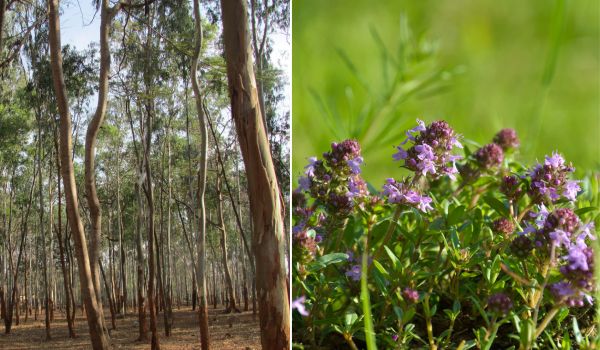 Eucalyptus and wild thyme