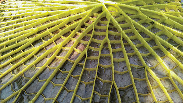 Giant Water-lily close-up