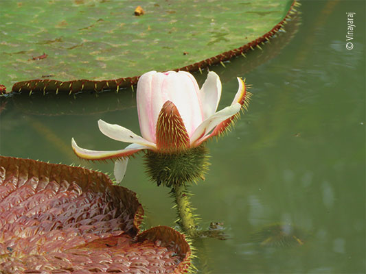 Gaint Water-lily flower