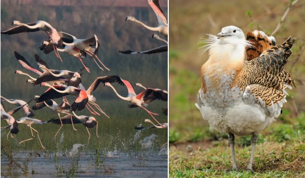 Greater Flamingos, Great Bustard
