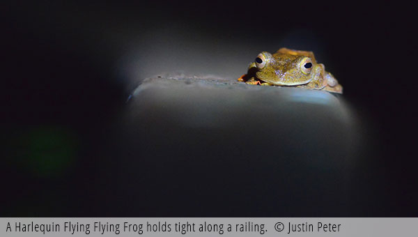 Harlequin Tree Frog