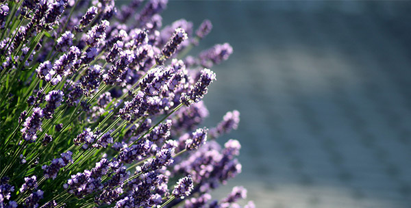 Lavender