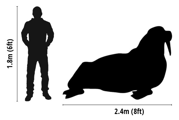 Human vs. walrus size