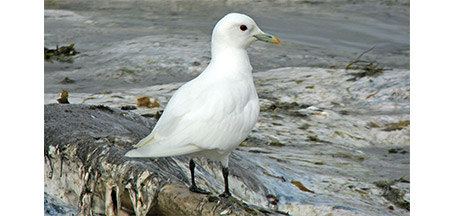 Ivory Gull Jean Iron