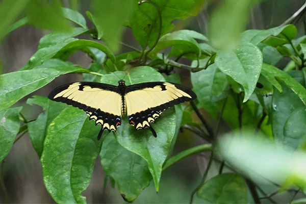 Golden Swallowtail