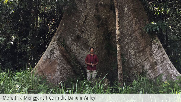 Justin Peter with manggaris tree