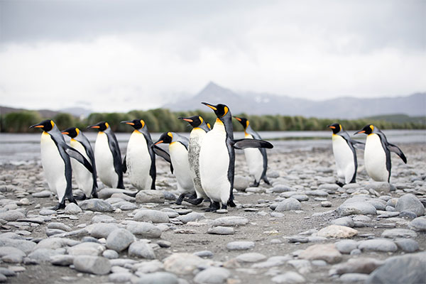 King Penguin